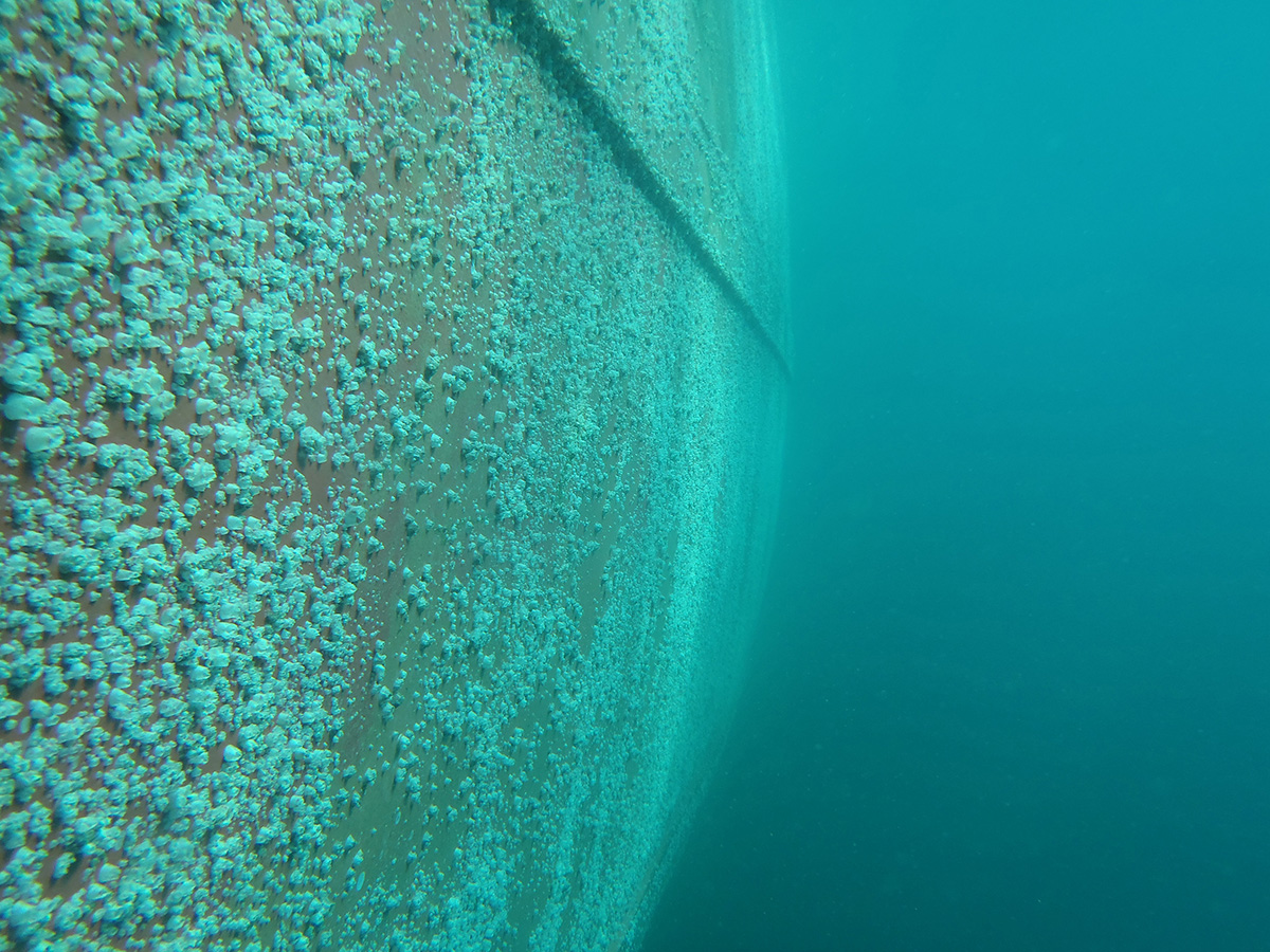 Ein großes Problem für Schiffe: Organismen wie Seepocken setzen sich auf ihrer Oberfläche an, beschädigen sie und erhöhen außerdem den Kraftstoffverbrauch.