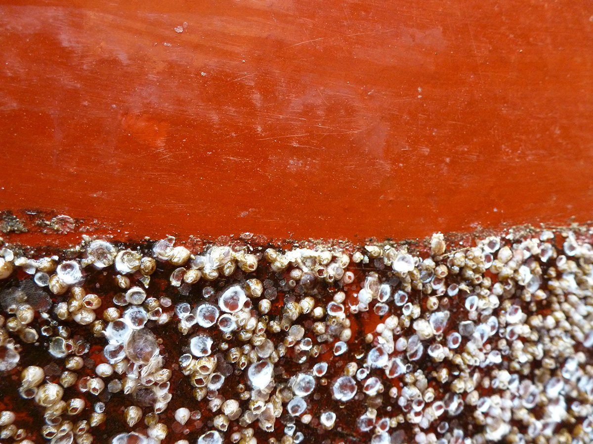 Mit der neuen Beschichtung lassen sich die auf dem Schiffsrumpf angehafteten Seepocken und Muscheln leicht abbürsten, der Lack ist nicht angegriffen. 
