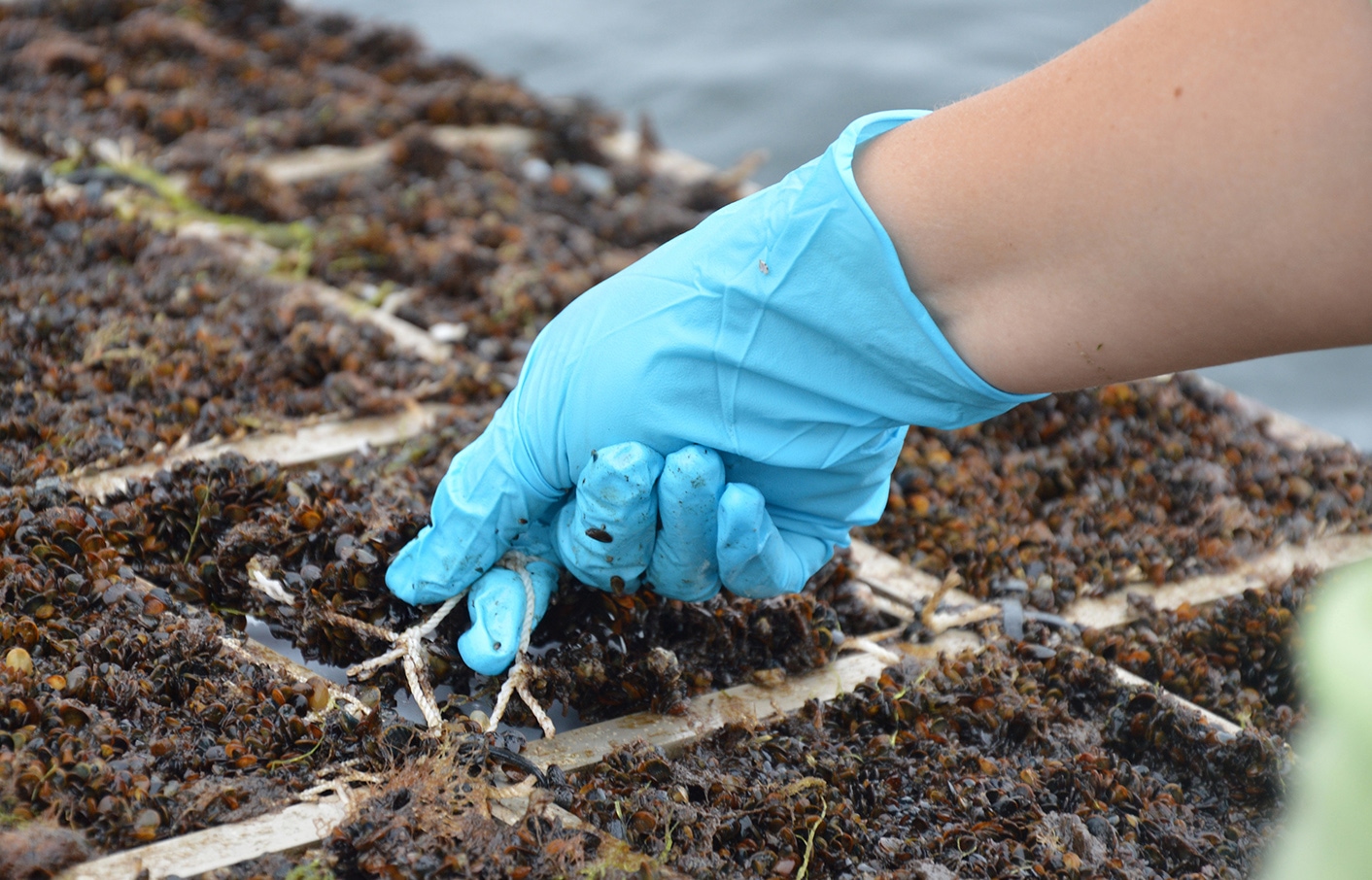 Mit dem umweltfreundlichen Schutzanstrich lassen sich Netze leicht mit der Hand reinigen.