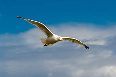 ZIM-Projekt BigBird XL