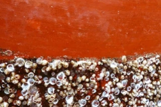 ZIM-Projekt Cleaner Ocean Coating